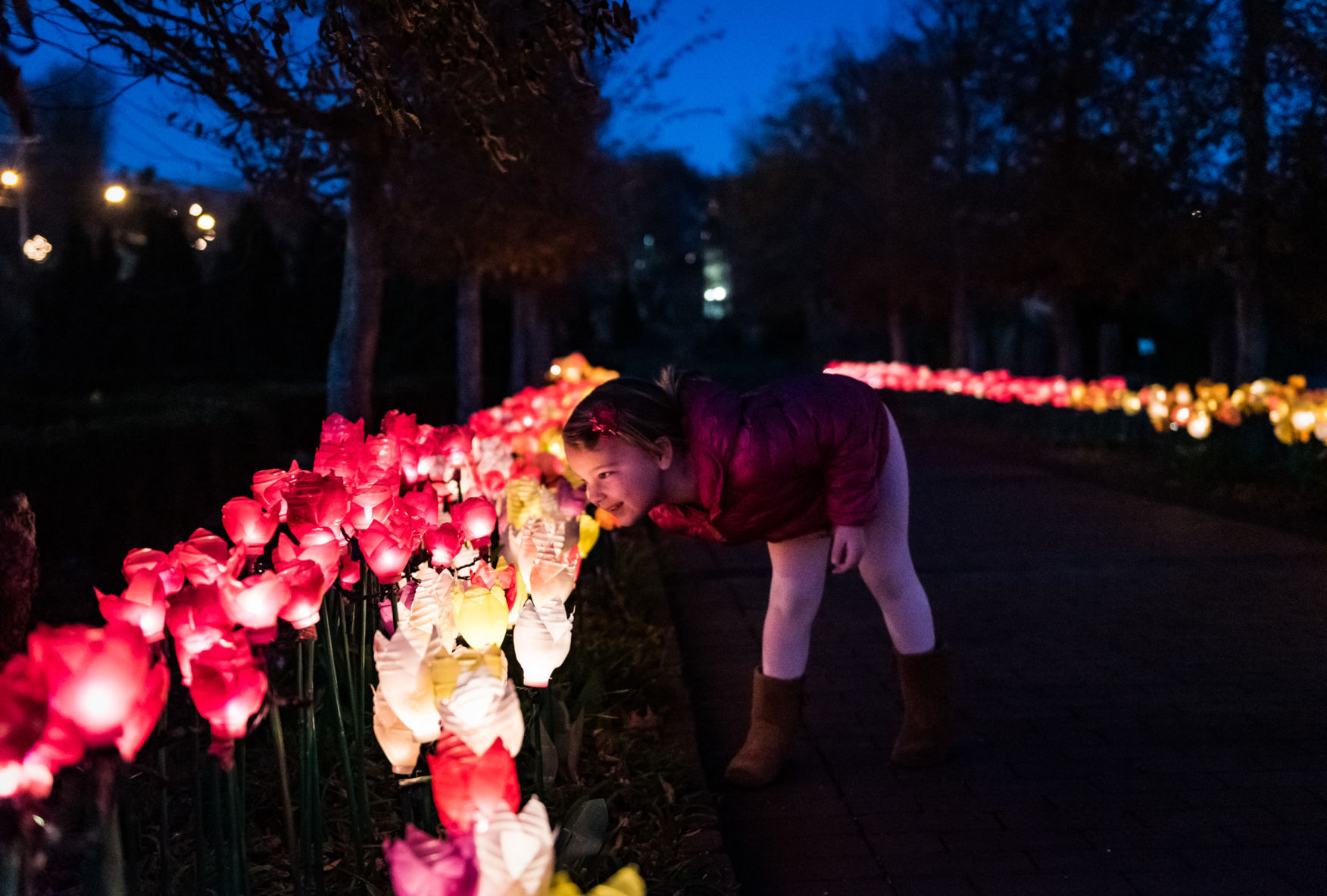 Ciener Garden Tulip Holiday Blooms Light Display